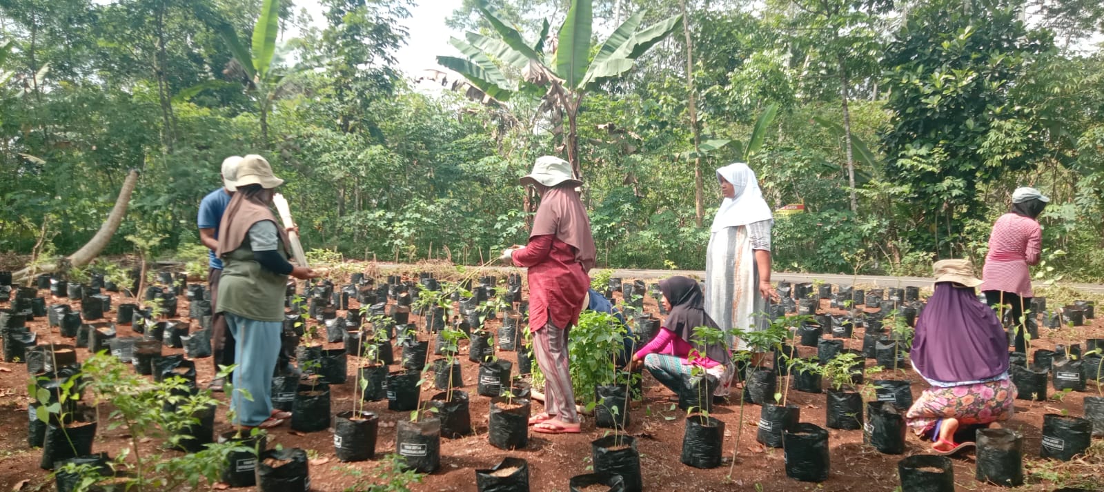 Kegiatan KWT Sekar Tanjung Dusun Dayeuhdatar Desa Lumbungsari
